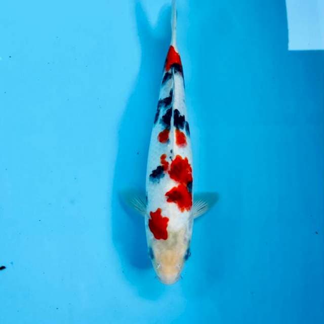Rare koromo sanke, male 27 cm