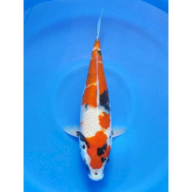 Showa 36cm motogoro