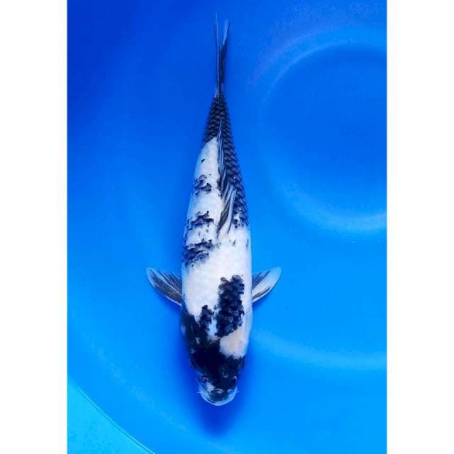 Shiro 33cm