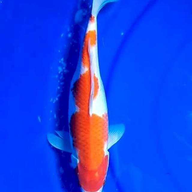 Kohaku