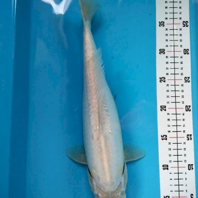 Tancho Kohaku 38cm