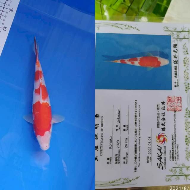 Kohaku Sakai Ltd 27cm