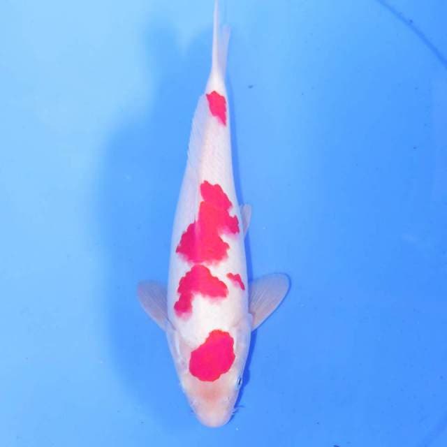 MARUTEN KOHAKU HQ