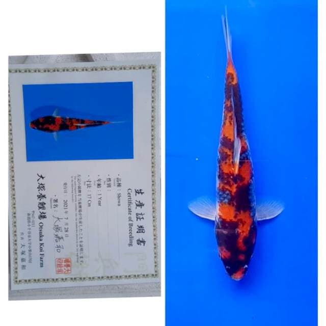 Showa Otsuka