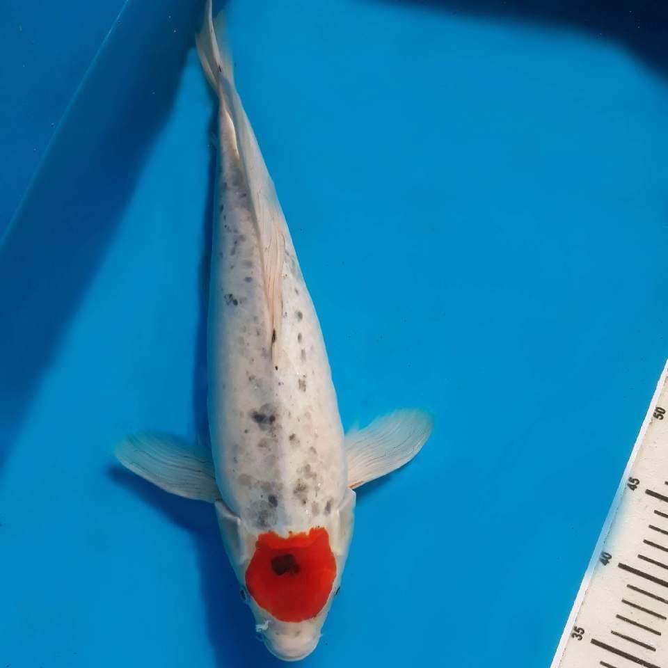 47 CM CALON JUMBO TANCO