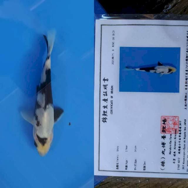 Shiro Maruhiro 20bu 