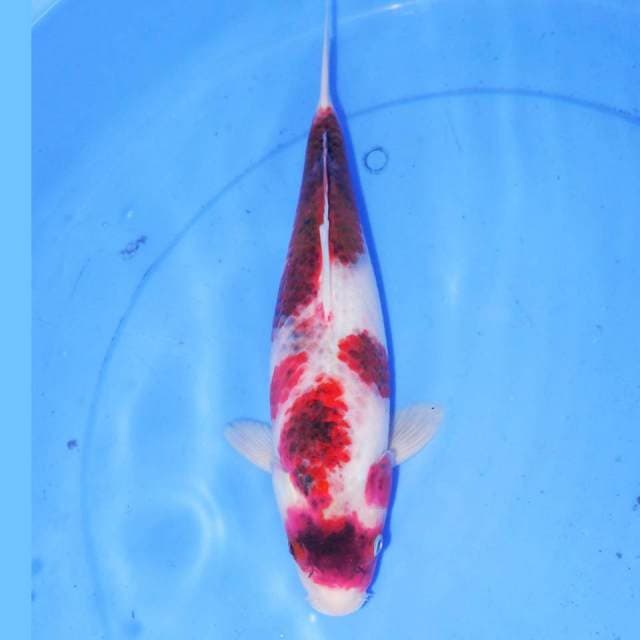 33CM BUDO KOROMO BADAK