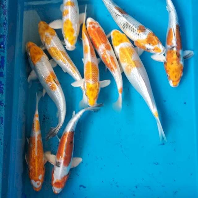 ANTIQUE 23-30cm
