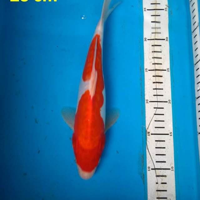 DOiiTSU KOHAKU