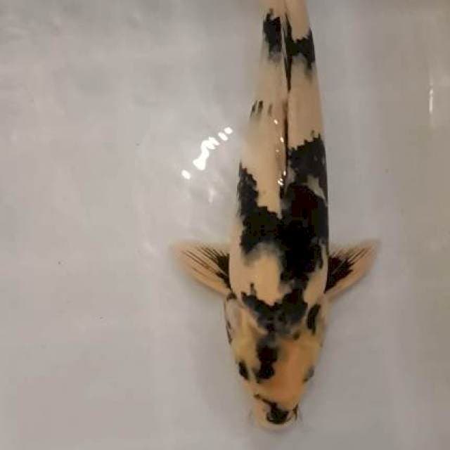 shiro jumbo jantan 43cm