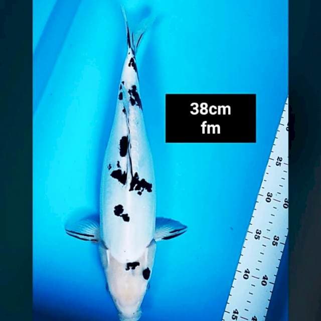 Doitsu bekko salju 38cm