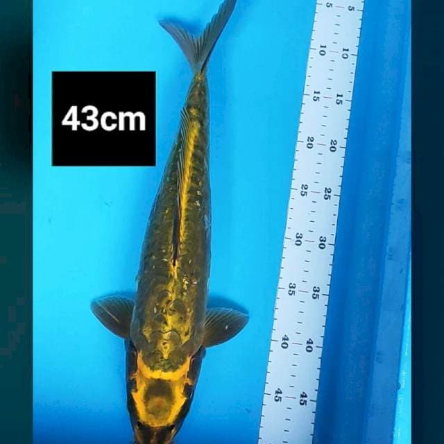 Midori aragoke 43cm