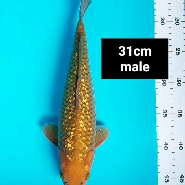 Midori ginrin jos 31cm male