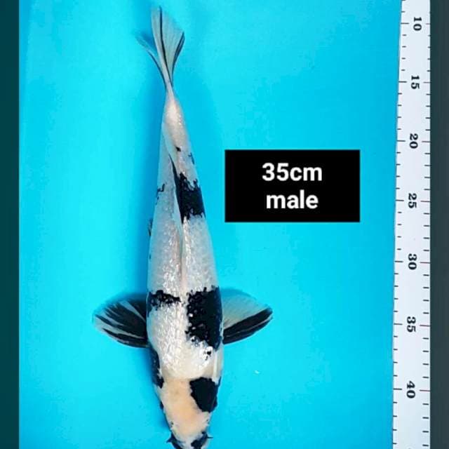 Shiro ginrin jos 35cm male