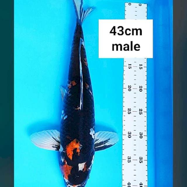 Good showa 43cm male