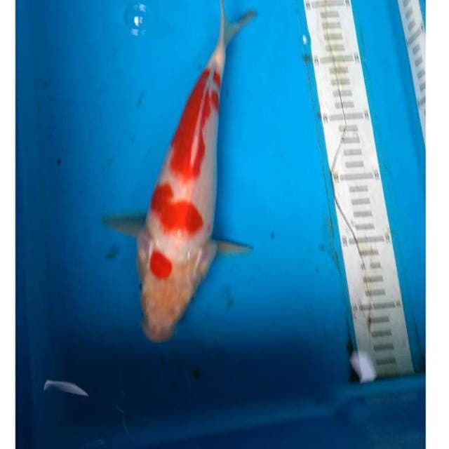 Kohaku