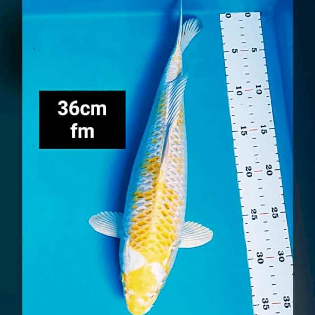 Good hariwake 36cm