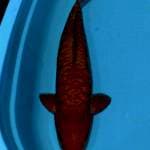 Cagoi aragoke 57cm