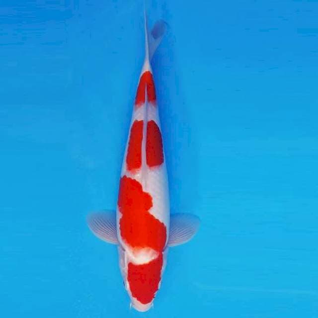 HATORI HANZO 14 ~ KOHAKU ™