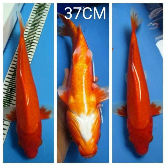 AKA HAJIRO 37CM
