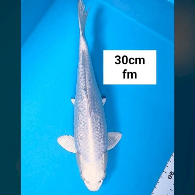 Platinum ginrin 30cm good body