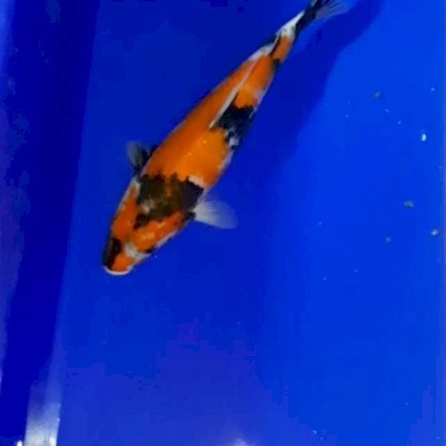 Showa 30 cm