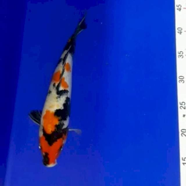 Showa 28 cm