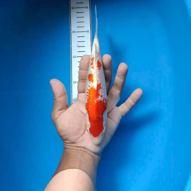 Kohaku gindrin