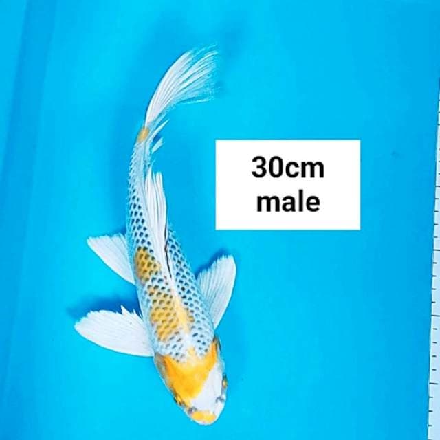 Kumpay kirin kujaku 30cm male