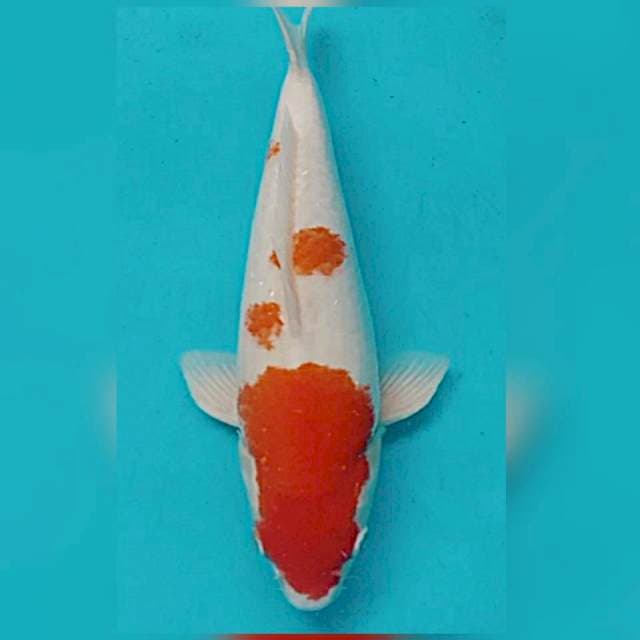 F1 murni 45cm super punuk sakai bloodline