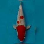 F1 murni 45cm super punuk sakai bloodline