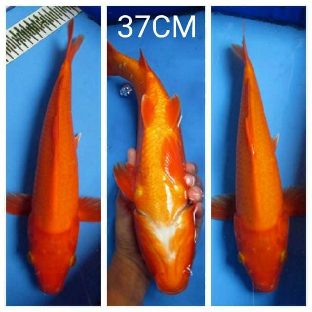 AKA HAJIRO 37CM