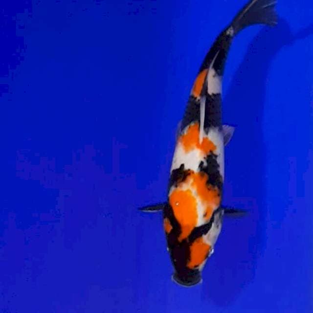Showa 26 cm