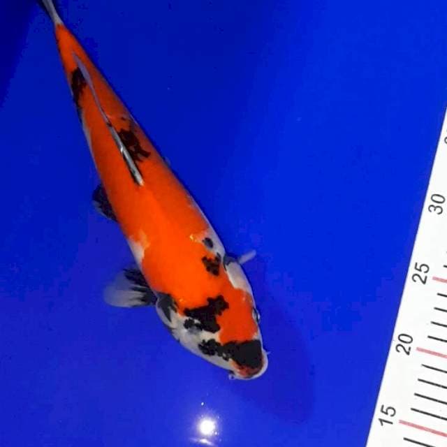 Showa 30 cm