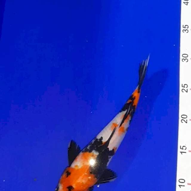 Showa shiro 27 cm