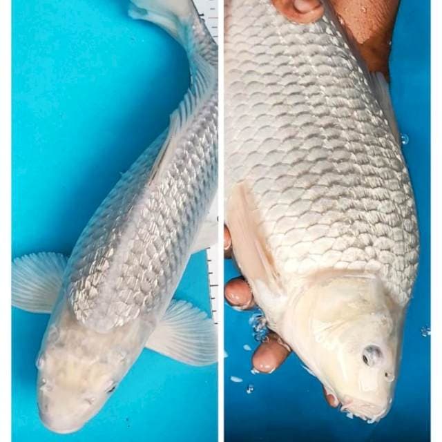 Suro male  44 cm bulky 