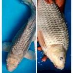 Suro male  44 cm bulky 