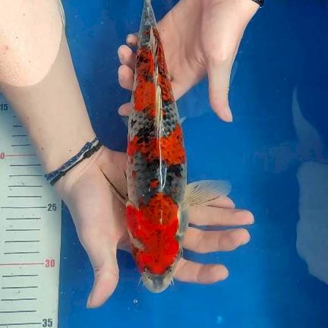 31cm Goshiki