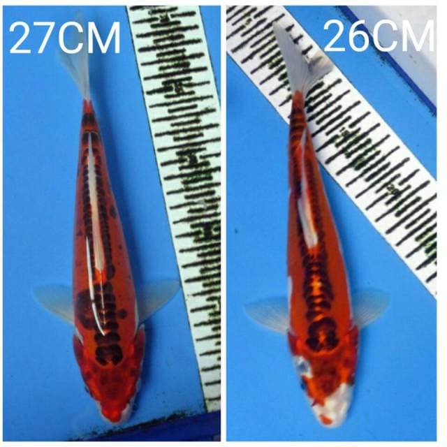 Kujaku doit 26&27CM