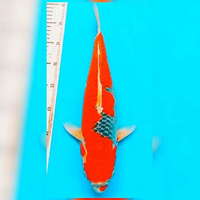 Red goshiki jumbo jantan 41cm