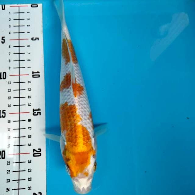 HARIWAKE 25cm