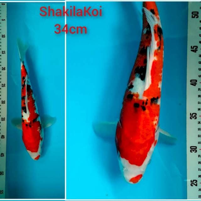 SANKE KUCHIBENI 34cm