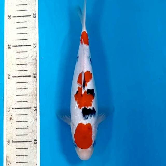 Sanke, 24 cm