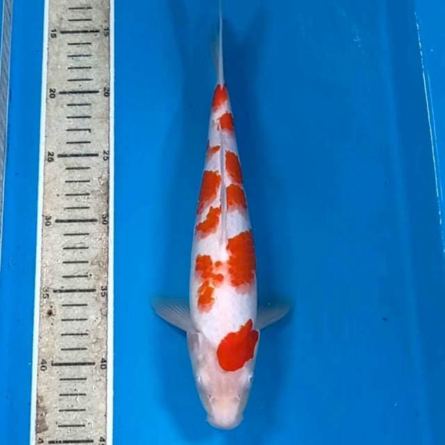 Kohaku, 29 cm