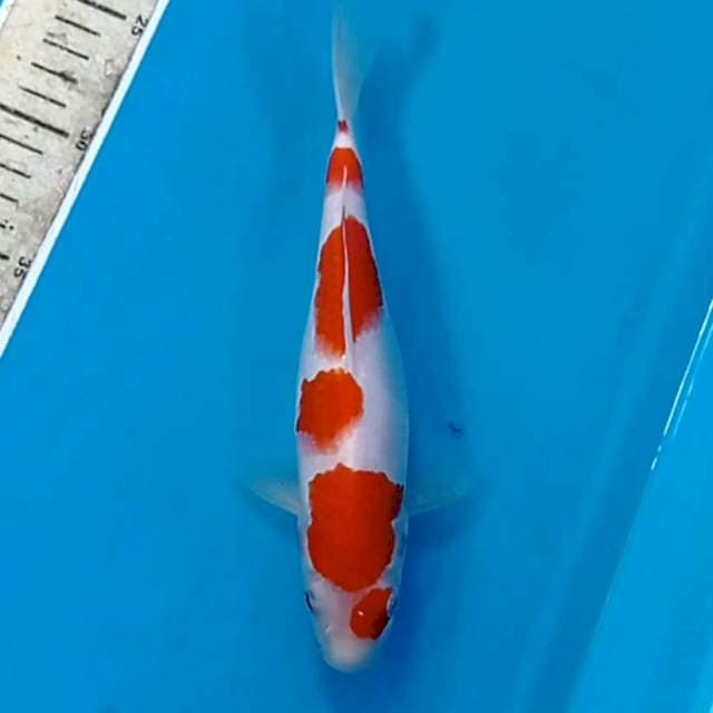 Kohaku, 23 cm