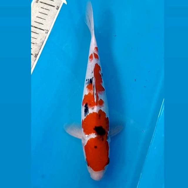 Sanke (M), 28 cm
