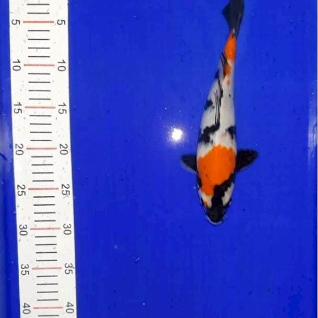 Showa 26 cm