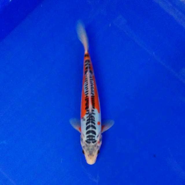 My honey Susi 23cm