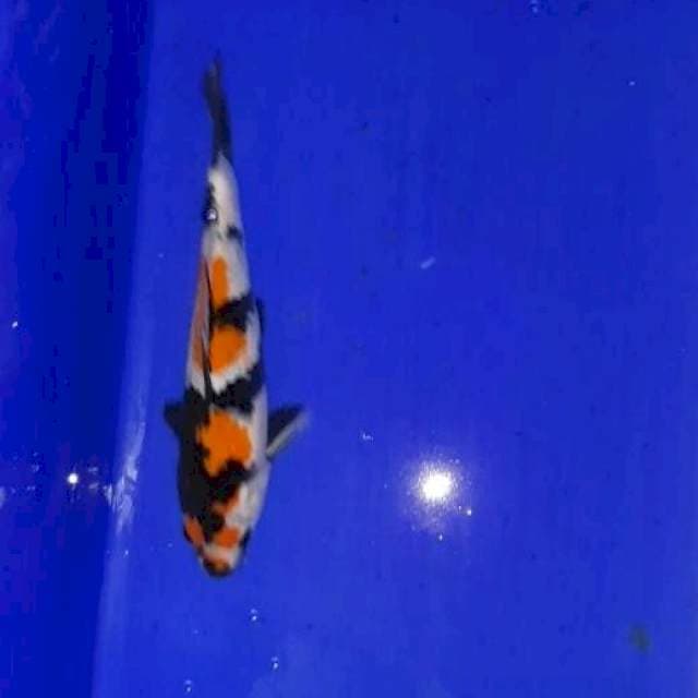 Showa 25 cm