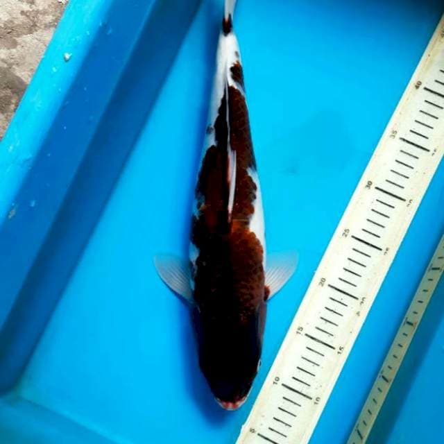 Bhudo Goromo F 41cm